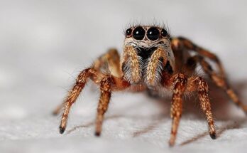 spider g11fb0c863 640