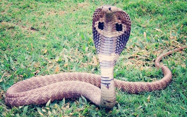 king cobra