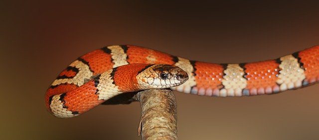 kingsnake g937bbd9a8 640