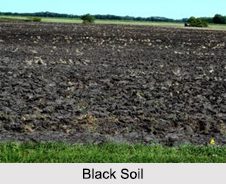 Black Soil 021