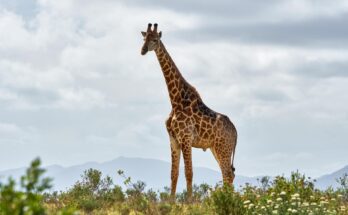 giraffe ga657f0b20 1920