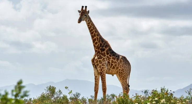 giraffe ga657f0b20 1920