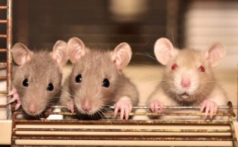 rats g6149fc461 1920