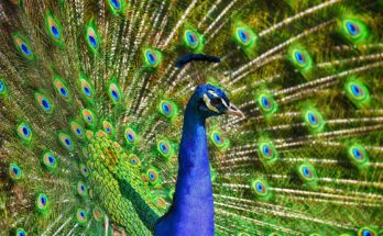 peafowl 3617385 1920