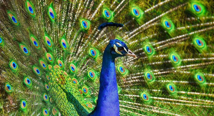 peafowl 3617385 1920